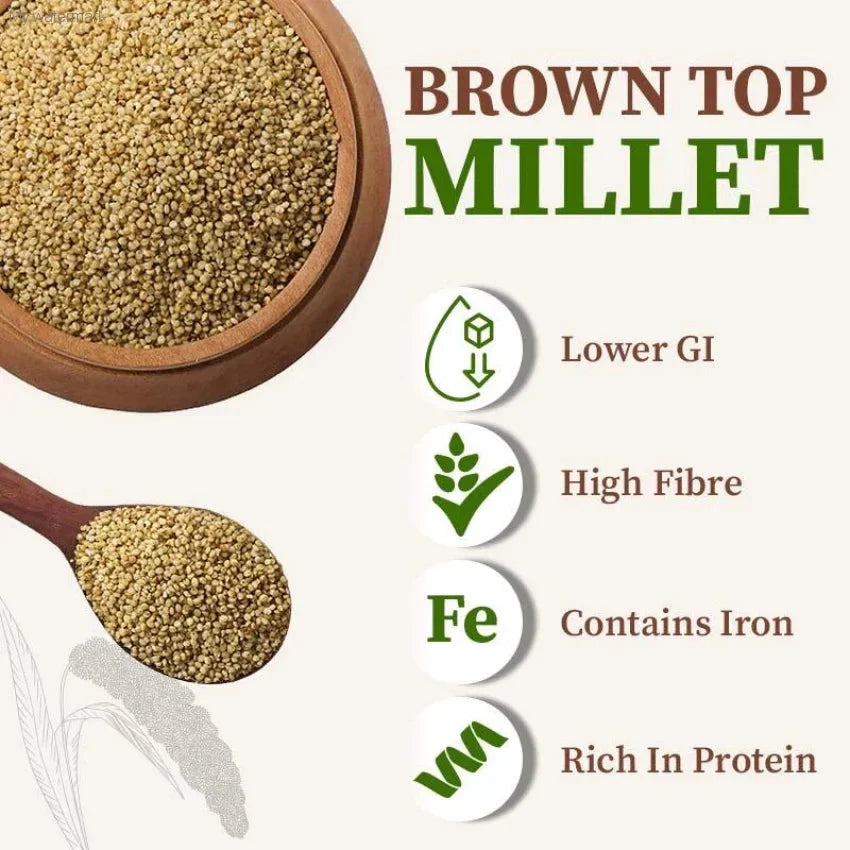 SUTRA Brown Top Millet |Whole Grain|Kangani High Plant Protein and Fibre|Biryani|Udalu|Oodalu|Kuthirai Vaali|Edible-SUTRA 