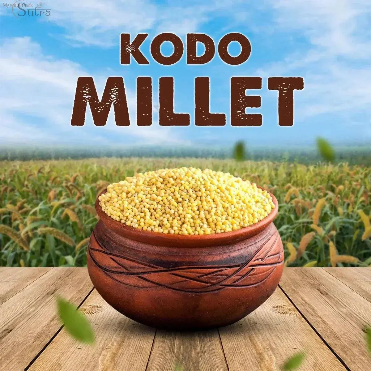 Sutra Kodo Millet (Arikelu | Koden | Varagu) | Natural & Nutrient-RichKodo Millet