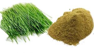 Parijata Herbs Garike Powder | Dhurva Grass Powder – Shop Now at Sutrakart